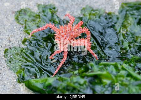 USA, SE Alaska, Inside Passage, Wood Spit. Junge rote Königskrabbe, auch bekannt als Alaska-Königskrabbe (Paralithodes camtschaticus) auf gemeinem Meeresalat. Stockfoto