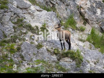 Gämsen (Rupicapra rupicapra) stehen auf felsigen Abhängen Stockfoto