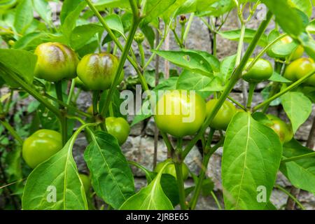 Grüne Paprika wächst im Gemüsegarten Stockfoto
