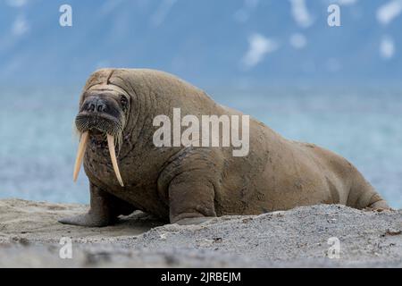 Porträt des ruhenden Walrosens (Odobenus rosmarus) Stockfoto