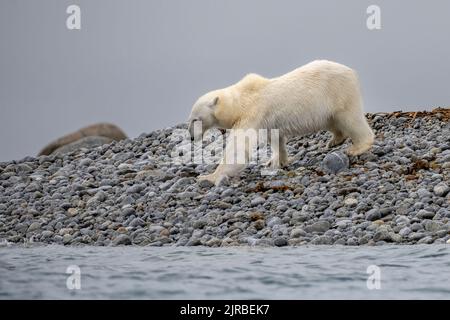 Einpoliger Eisbär (Ursus maritimus) in Spitzbergen Stockfoto