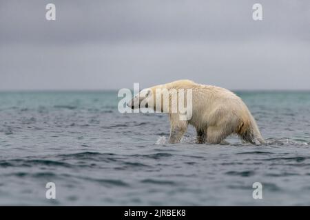 Eisbären (Ursus maritimus) jagen im Arktischen Ozean Stockfoto