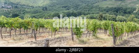 Hügelige Landschaft mit Reihen von Weinreben in großen Weinbergen auf milden grünen Hängen, aufgenommen im hellen Sommerlicht in der Nähe von Castellina in Chianti, Siena, Toskana Stockfoto