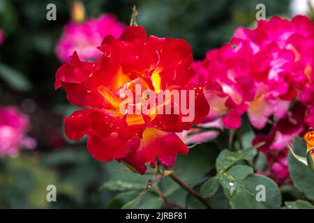 Blühende ‘Sunset Horizon’ Floribunda Rose Stockfoto