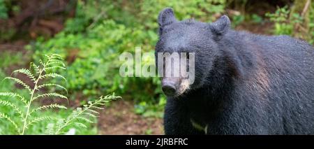 Alaska, Tongass National Forest, Anan Creek. Amerikanischer Schwarzbär (WILD: Ursus americanus) Stockfoto