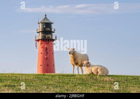 Deutschland, Schleswig-Holstein, Pellworm, zwei Schafe vor dem Pellworm Leuchtturm