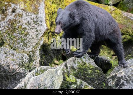 Alaska, Tongass National Forest, Anan Creek. Amerikanischer Schwarzbär (WILD: Ursus americanus) Stockfoto