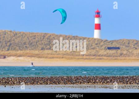 Schar von Stachelschwanzgodwits (Limosa lapponica) und roten Knoten, die auf Sandbank und Leuchtturm auf der Insel Sylt im Frühjahr, Nordfriesland, Deutschland, ruhen Stockfoto