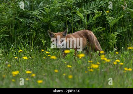 Fuchsjunge-Vulpes vulpes. Stockfoto