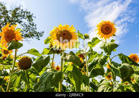 Sonnenblumen im Garten gegen den blauen Himmel Stockfoto