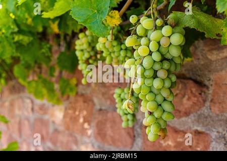 Nahaufnahme einer Weinrebe, Vitis vinifera, die zur Erntezeit im Herbst auf einer alten Sandsteinwand mit reifen Trauben wächst Stockfoto