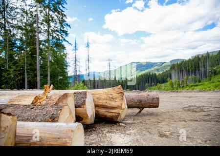 Sägebäume in Nadelwäldern. Entwaldung, Waldzerstörung. Holzernte. Waldfällung. Baumstämme Haufen, die Holzfäller Wald Stockfoto