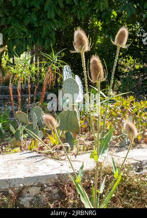 Diride Garden, Great Dixter, East Sussex, Großbritannien Stockfoto