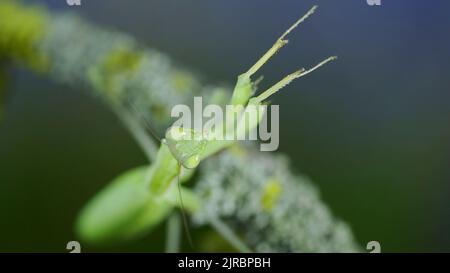 Nahaufnahme Porträt der grünen Gottesanbeterin sitzt auf einem Ast und sieht auf der Kamera Objektiv. Europäische Mantis (Mantis religiosa) Stockfoto