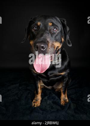 Studioportrait eines Rottweiler Stockfoto