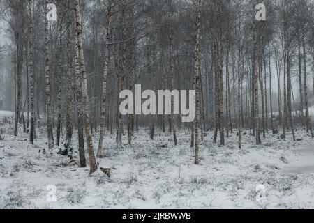 Eine schöne Landschaft von Birken im Wald im Winter. Stockfoto