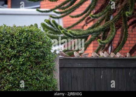 Spatzen auf einem Zaun in der Nähe eines in der Schlange stehenden Busches. Spatzen, Hausspatzen (Passant domesticus) auf einem Gartenzaun. Stockfoto