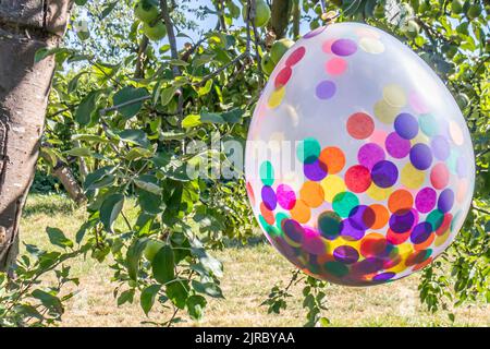 Transparenter Plastikballon mit bunten Papieren im Inneren, der vom Ast eines Apfelfrucht-Baumes an grünem Gras hängt, sonniger Sommertag in Th Stockfoto