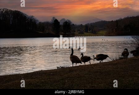 Gänse, die sich bei Sonnenuntergang am Ufer des Junaluska-Sees in Waynesville, North Carolina, ausruhen. Stockfoto