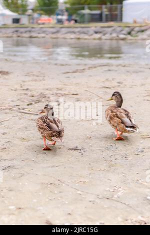 Enten Am Strand 4 - Im Hintergrund Schilf Stockfoto