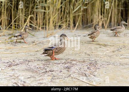 Enten Am Strand - Im Hintergrund Schilf Stockfoto