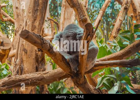 Koala Ruht Sich Auf Dem Baum Im Zoo Aus Stockfoto