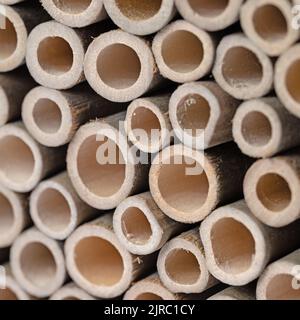 Holzige, hohle Pflanzenstämme für das Insektenhotel Stockfoto