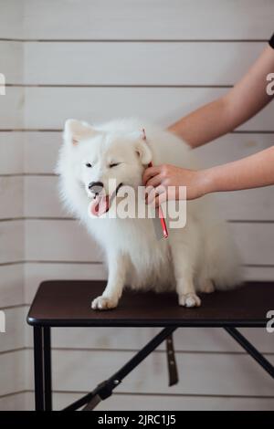 Schneeweißer Hund Japanische Spitz Rasse wird für die Ausstellung vorbereitet, den Prozess der Kämmen des Hundes im Tierheim Stockfoto