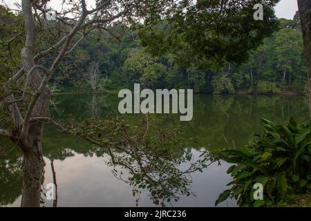 Das Lake Nkuruba Nature Reserve wurde 1991 gegründet, um den uralten Waldlebensraum, der den vulkanischen Krater umgibt, zu schützen Stockfoto