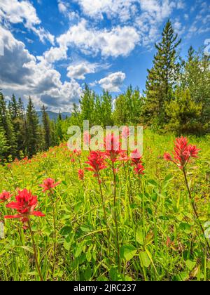 Leuchtend rote indische Paintbrush (Castilleja) Wildblumen auf einer Lichtung auf einem bewaldeten Hügel Stockfoto