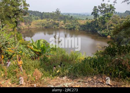 Das Lake Nkuruba Nature Reserve wurde 1991 gegründet, um den uralten Waldlebensraum, der den vulkanischen Krater umgibt, zu schützen Stockfoto