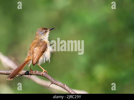 Eine Prinia, die auf einem Busch in einem Stil vor grünem Hintergrund sitzt Stockfoto