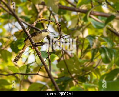 Eine Prinia, die im Sommer im Schatten auf einem Baum ruht Stockfoto