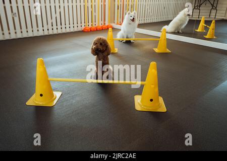 Brauner Pudel und schneeweißer japanischer Spitz trainieren gemeinsam im Tierheim Stockfoto