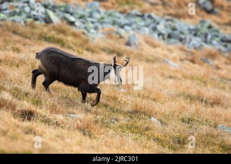 Tatra-Gämsen wandern im Herbst auf den Bergen hinunter. Stockfoto