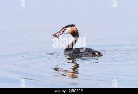 Trebbin, Deutschland. 22. August 2022. 22.08.2022, Trebbin. Ein Großkrebsen (Podiceps cristatus) schwimmt auf dem Blankensee und hält einen kleinen Barsch in seinem Schnabel, den er gefangen hat. Quelle: Wolfram Steinberg/dpa Quelle: Wolfram Steinberg/dpa/Alamy Live News Stockfoto