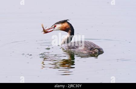 Trebbin, Deutschland. 22. August 2022. 22.08.2022, Trebbin. Ein Großkrebsen (Podiceps cristatus) schwimmt auf dem Blankensee und hält einen kleinen Barsch in seinem Schnabel, den er gefangen hat. Quelle: Wolfram Steinberg/dpa Quelle: Wolfram Steinberg/dpa/Alamy Live News Stockfoto