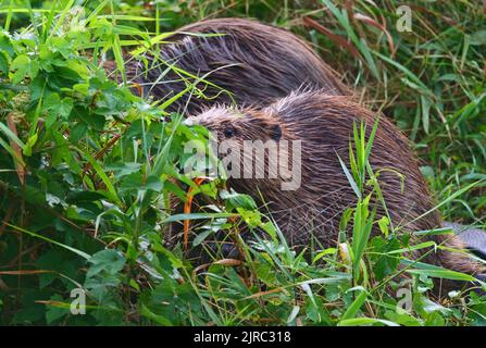Trebbin, Deutschland. 22. August 2022. 22.08.2022, Trebbin. Zwei Erwachsene europäische Biber (Castor-Faser) stehen in der Morgensonne am frühen Morgen an einem Fluss in der Nähe von Trebbin und fressen graeser. Biber sind in Deutschland streng geschützt. Quelle: Wolfram Steinberg/dpa Quelle: Wolfram Steinberg/dpa/Alamy Live News Stockfoto