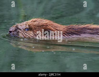 Trebbin, Deutschland. 22. August 2022. 22.08.2022, Trebbin. Ein junger europäischer Biber (Castor-Faser) schwimmt in der Morgensonne in einem Fluss in der Nähe von Trebbin. Biber sind in Deutschland streng geschützt. Quelle: Wolfram Steinberg/dpa Quelle: Wolfram Steinberg/dpa/Alamy Live News Stockfoto