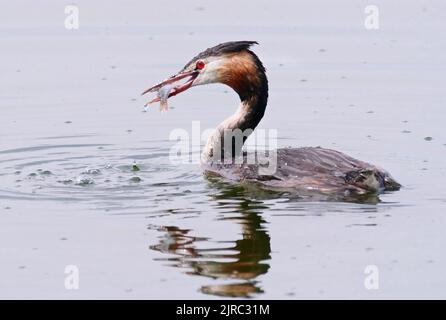 Trebbin, Deutschland. 22. August 2022. 22.08.2022, Trebbin. Ein Großkrebsen (Podiceps cristatus) schwimmt auf dem Blankensee und hält einen kleinen Barsch in seinem Schnabel, den er gefangen hat. Quelle: Wolfram Steinberg/dpa Quelle: Wolfram Steinberg/dpa/Alamy Live News Stockfoto
