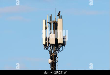 Berlin, Deutschland. 03. April 2022. 03.04.2022, Berlin. Eine Krähe sitzt auf einer Handyantenne im Stadtteil Steglitz. Quelle: Wolfram Steinberg/dpa Quelle: Wolfram Steinberg/dpa/Alamy Live News Stockfoto