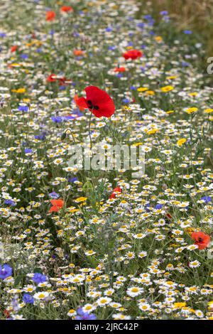 Bunte, jährliche Wildblumen - Mohnblumen, Gänseblümchen und Kornblumen, die in einem Sommergarten, England, Großbritannien, blühen Stockfoto