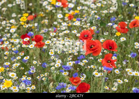 Bunte, jährliche Wildblumen - Mohnblumen, Gänseblümchen und Kornblumen, die in einem Sommergarten, England, Großbritannien, blühen Stockfoto