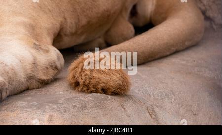 nahaufnahme des löwen. nahaufnahme der löwenpfoten Stockfoto