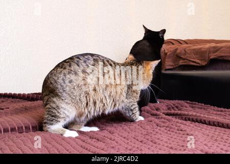 Zwei Katzen, die aus der Nähe auf der Couch spielen Stockfoto