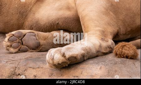 nahaufnahme des löwen. nahaufnahme der löwenpfoten Stockfoto