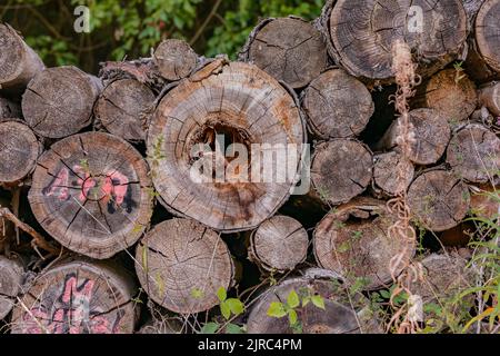 Das markante Korn von gefällten Baumstämmen mit Holzringen Stockfoto