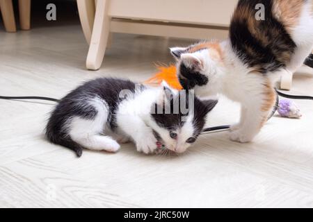 Zwei kleine Kätzchen, die auf dem Teppich spielen Stockfoto