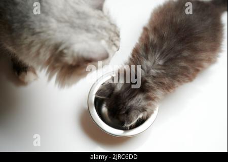 Graue Katzen, die Futter von der Metallplatte über der Draufsicht essen, isoliert Stockfoto