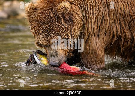 Brauner Bär Jagt Lachs Stockfoto